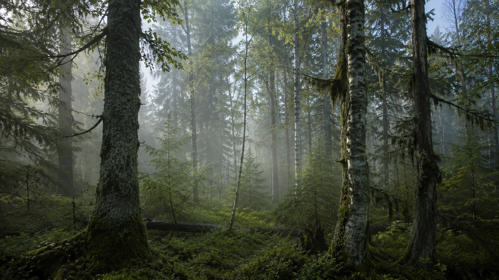 Norsk natur — tåkeskog